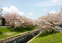 芳川桜（蒲地区）