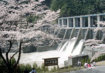 秋葉ダム千本桜（龍山