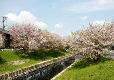 芳川桜（蒲地区）