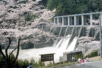 秋葉ダム千本桜（龍山）